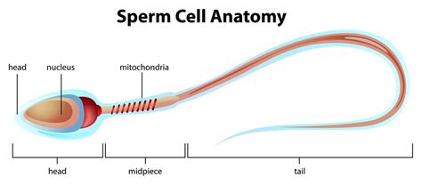 spermatozoide|Understanding the Spermatozoon 